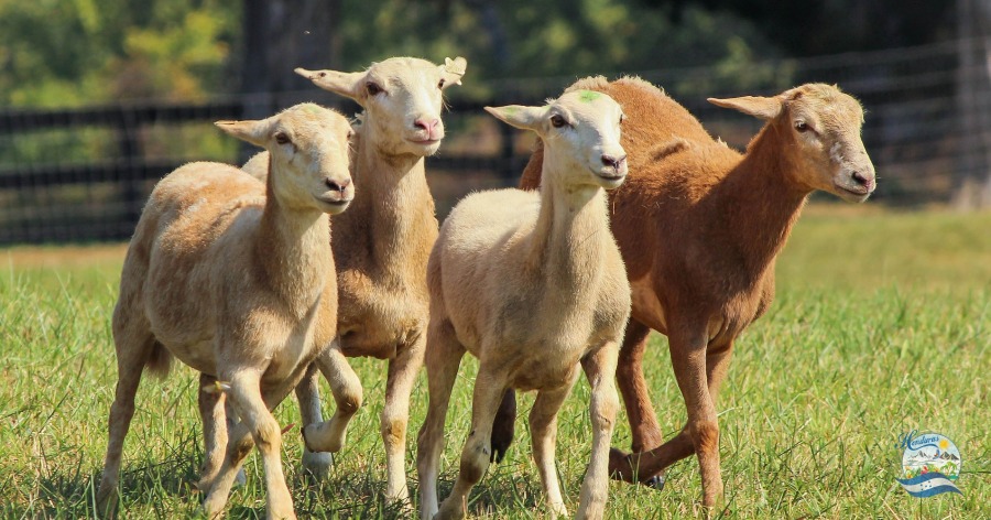 La oveja (Ovis orientalis aries) razas, alimentación y crianza