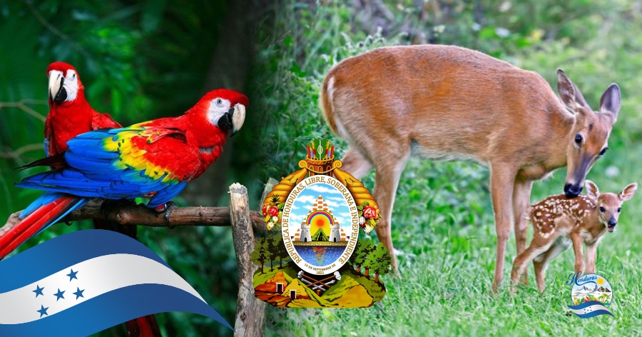 Simbolos Patrios Honduras