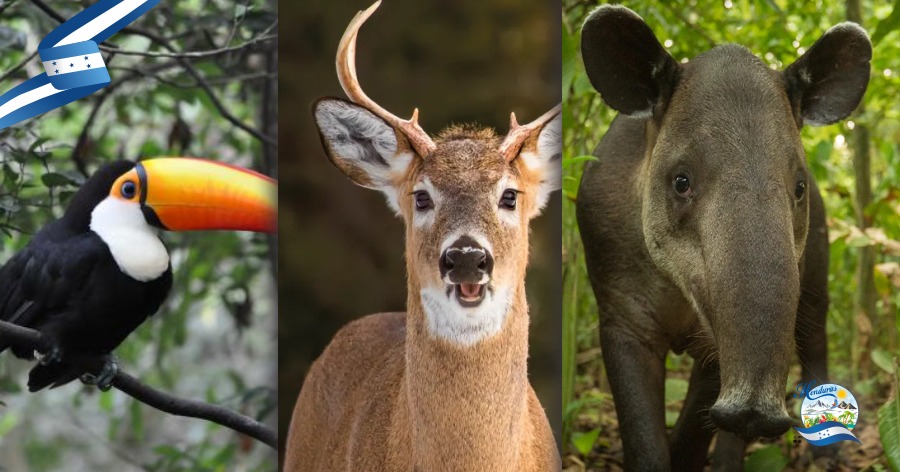 Los animales más sorprendentes que puedes ver en las áreas protegidas de Honduras