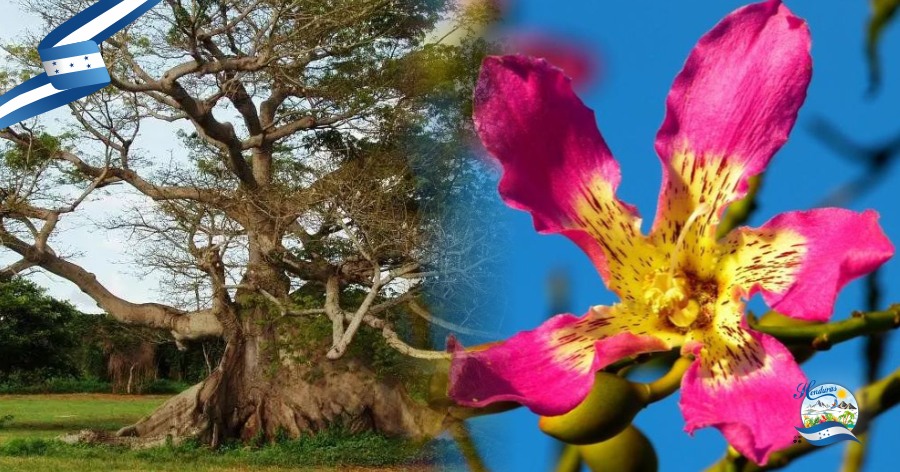 Orquídeas, ceibas y más: flora endémica que encontrarás en tus caminatas