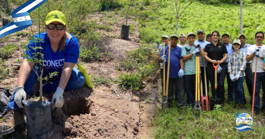 Proyectos de reforestacion y voluntariado